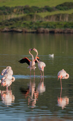 Flock of pink flamingos standing and resting in calm lagoon waters