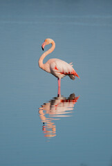 Flock of pink flamingos standing and resting in calm lagoon waters
