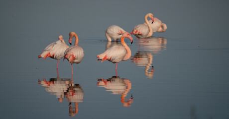 Flock of pink flamingos standing and resting in calm lagoon waters