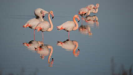 Flock of pink flamingos standing and resting in calm lagoon waters