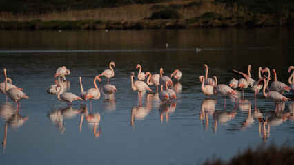 Flock of pink flamingos standing and resting in calm lagoon waters