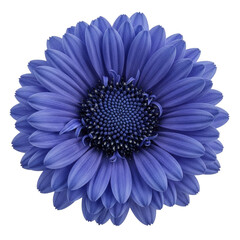 Blue flower close-up isolated on transparent background