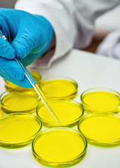 Researcher hand in blue protective glove holding pipette over petri dish with yellow liquid, chemical lab analysis