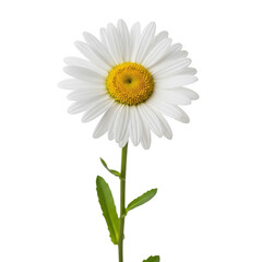 White daisy flower isolated on transparent background