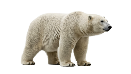 Majestic polar bear standing proudly with its thick white fur, perfect for wildlife conservation campaigns, educational materials, and naturethemed advertisements.