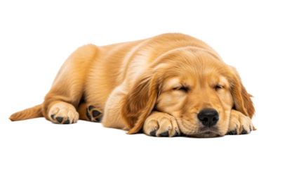 Adorable golden retriever puppy peacefully sleeping on a clean surface, perfect for pet care advertisements, veterinary promotions, or heartwarming familyfocused lifestyle content.