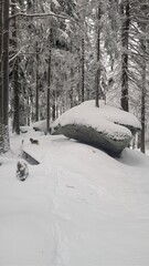 Winterwald