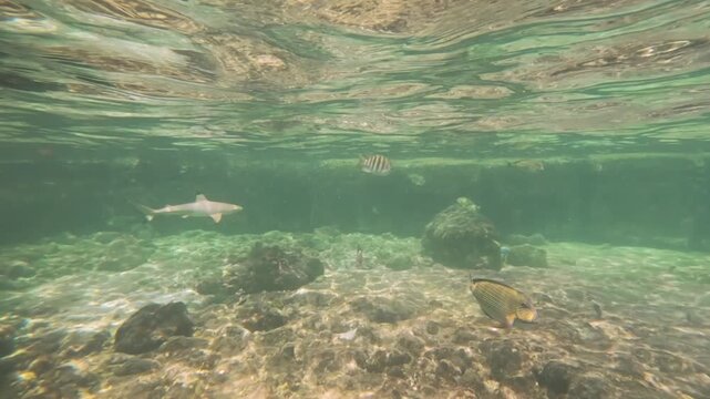 Juvenile blacktip shark swimming in shallow water at Dhiffushi, sharks swim is popular tourist attraction at Maldives