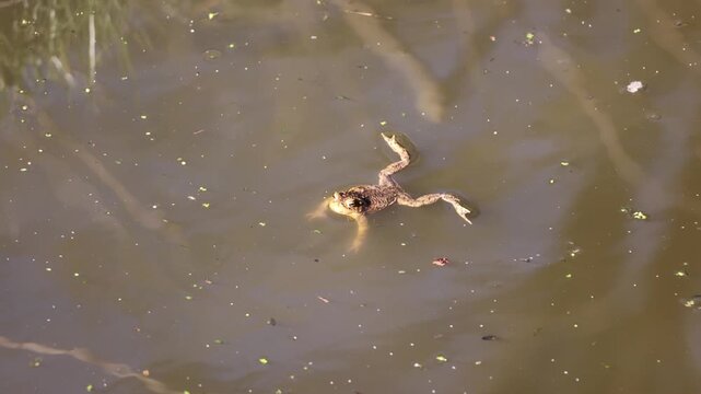 Amphibians in spring: A common toad glides through murky water with its legs spread.