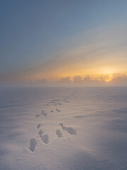 Spuren im Schnee auf einer Weide die sich bei Sonnenuntergang im Nebel verlaufen