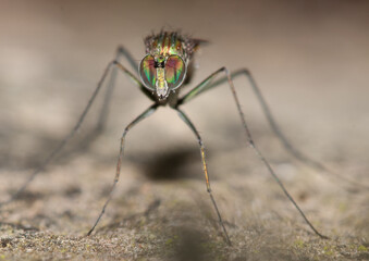 Close-up of a fly from the Sciomycidae family