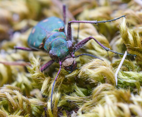 Close-up of the Cincidela campestris