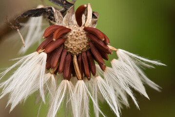 Close-up of thistle seeds