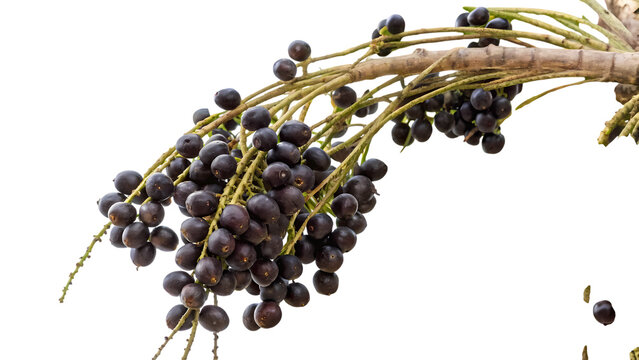 Fresh Acai Berries on Branch Isolated on White Background, Ripe Dark Purple Fruit Clusters