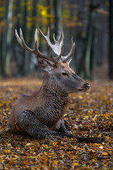 Majestic stag resting among autumn leaves in a peaceful forest setting during the evening