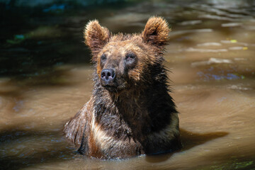 Wild brown bear in the forest river. Animal in natural habitat. Wildlife scene