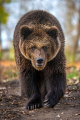 Grizzly bear walks through forested area during early afternoon in natural habitat
