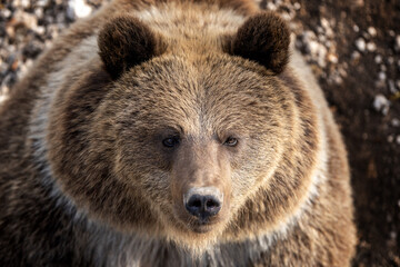 Close encounter with a grizzly bear in a dense forest habitat during early morning light