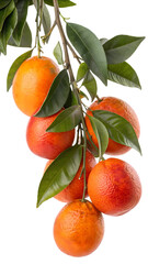 Ripe Blood Oranges Hanging on a Branch with Green Leaves, Isolated on White Background