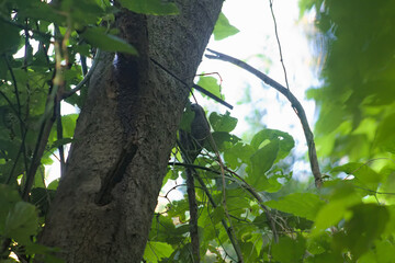 Fototapeta premium Green-barred Woodpecker (Colaptes melanochloros) in Horco Molle, Yerba Buena, Tucumán