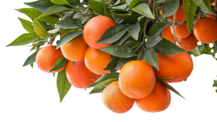Fresh Blood Oranges Hanging on Tree Branch with Green Leaves, Isolated on White Background, Citrus Fruit Harvest