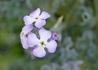Matthiola tricuspidata, the three-horned stock, is a widespread species of flowering plant in the family Brassicaceae, Crete
