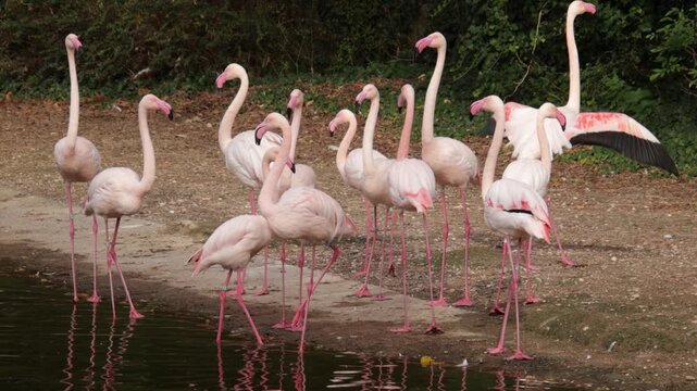 Groupe de flamants roses au bord d&rsquo;un &eacute;tang naturel