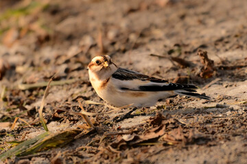 A Snow Bunting bird forages in an agriculuture field