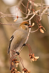 Fototapeta premium A female Pine Grosbeak eating maple keys