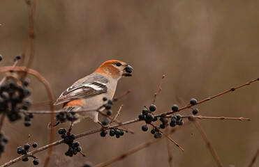 A female Pine Grosbeak bird eating buckthorn berries