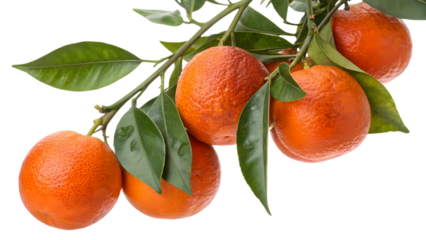 Fresh Blood Oranges Ripening on a Branch with Green Leaves, Isolated on White Background