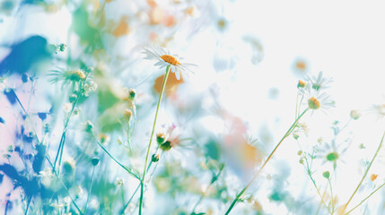 watercolor botanical Daisy flowers texture template background.Elegant wedding invitation card background . Minimal hand painted Design for wedding or Valentine's Day