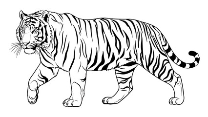 Obraz premium Black and white tiger illustration walking to the left on plain transparent background