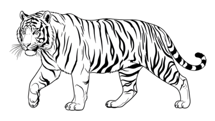 Black and white tiger illustration walking to the left on plain transparent background