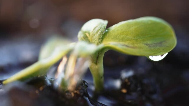 Seedling sprout rises from moist soil with water droplet on green leaf closeup showing plant growth germination and nature detail highlighting leaf water and fresh growth for seedling care now