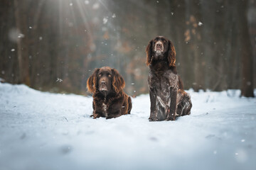 German Quail, beautiful female hunting dogs