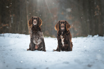 German Quail, beautiful female hunting dogs