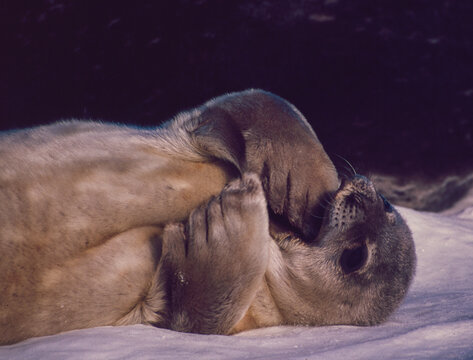 A Weddell seal pup lying on the sea ice off the Brunt Ice Shelf. One outsized paw in its mouth. The dark shape of its mother behind. Taken 1993