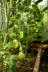 tomatoes growing on a vine in greenhouse. Sustainable agriculture promotes fresh, organic vegetables for home cooking and healthy eating