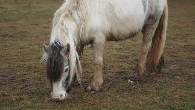 White pony grazing on grass field with soft natural lighting - Powered by Adobe