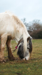 Obraz premium White pony grazing on green grass in a serene outdoor environment