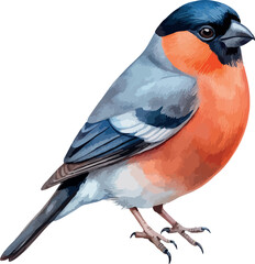 Red Bullfinch Songbird Watercolor Illustration