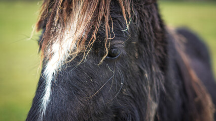 Close-up of black horse with flowing mane in natural green pasture © Наталья Добровольска