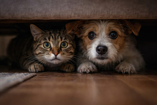 A cat and a dog are hiding together under the furniture of the house.