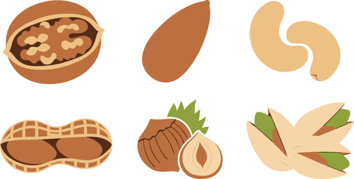 Flat style illustration collection of 6 nut types walnut almond cashew peanut hazelnut and pistachio