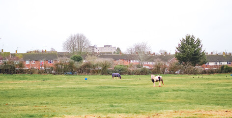 Horses grazing in open field with residential area in background