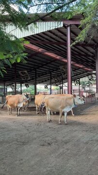 C&aacute;ssia dos Coqueiros, S&atilde;o Paulo, Brazil - Dairy cattle being herded into the milking parlor on a farm