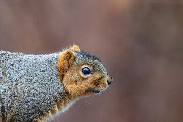 Close-up of a squirrel