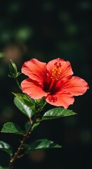 Vibrant scarlet hibiscus blossom opening fully under the hot tropical sun during the peak of the warm summer season, summer, freshness, close up