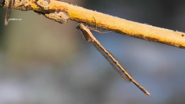 Gemeine Winterlibelle, Sympecma fusca &uuml;berwintert an vereistem Holz&auml;stchen, am Waldrand, Winterruhe, Makroaufnahme